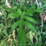 Philodendron panduriforme List