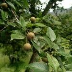 Pyrus pashiaПлід