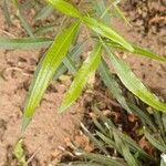 Searsia lancea Leaf