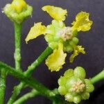 Bunchosia dwyeri Flower