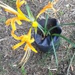 Lycoris aurea Blomst