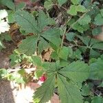 Potentilla anglica Leaf