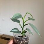 Philodendron hastatum Hoja