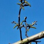 Juglans regia Floare