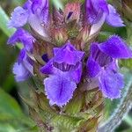 Prunella grandiflora Blomma