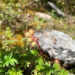 Acaena elongata Fruto