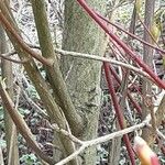 Cornus alba Bark