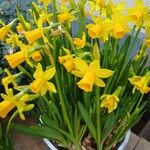 Narcissus cyclamineus Yeri