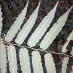 Mabea subsessilis Лист