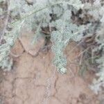 Artemisia frigida Blatt