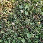 Tridax procumbens Прочее