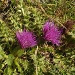 Cirsium acaulon अन्य