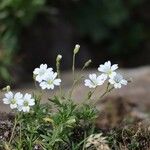 Cerastium soleirolii Λουλούδι