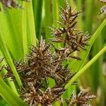 Cyperus latifolius Квітка