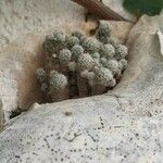 Mammillaria vetula 花