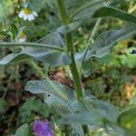 Echium creticum Leaf