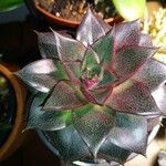 Echeveria purpusiorum Leaf