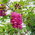 Robinia hispidaКвітка