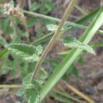 Chromolaena hirsuta Blatt