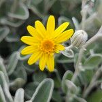 Brachyglottis greyi Flower