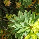 Euphorbia dendroides Blad