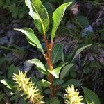 Salix hastata Egyéb