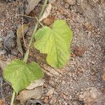 Passiflora vesicaria Лист