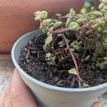 Crassula expansa Flower