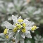 Artemisia stellerianaFlower