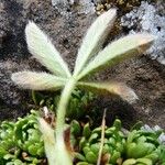 Potentilla nivalis Leaf