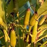 Rhododendron ponticum Fruit