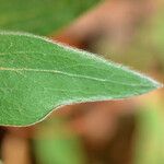 Baptisia bracteata Leaf