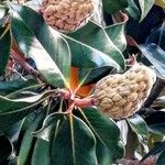 Magnolia grandiflora Frucht