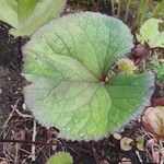 Ligularia dentata Leaf