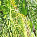 Huperzia phlegmaria Flor