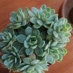 Echeveria elegans पत्ता