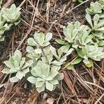 Antennaria parvifolia Φύλλο