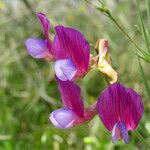 Lathyrus digitatus Flower