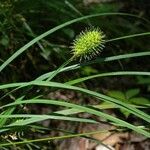 Carex squarrosa ফল