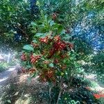 Psychotria capensis Fruit