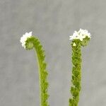 Heliotropium angiospermum Květ
