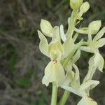 Orchis provincialis Bloem