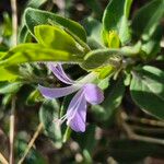 Barleria volkensii Leaf