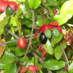 Ochna serrulata অন্যান্য