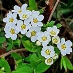 Spiraea × vanhouttei Õis