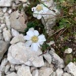 Achillea oxyloba Květ