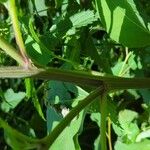 Arctium tomentosum बार्क (छाल)