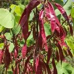 Cercis griffithii Fruit