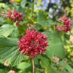 Physocarpus capitatus Flower