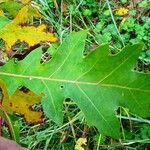 Quercus texana Leaf